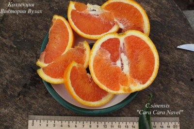C.sinensis ara Cara Navel